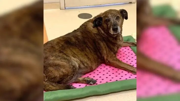 Senior Dog Stands Loyally Next To His Lifetime Human For Days After He ...