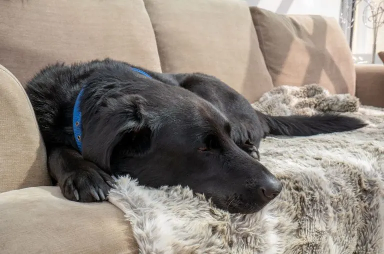 the-reason-behind-why-your-dog-is-twitching-in-his-sleep-dailywize