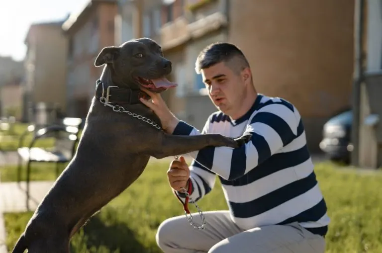 5 Proven Methods For Disciplining A Pitbull Properly - DailyWize