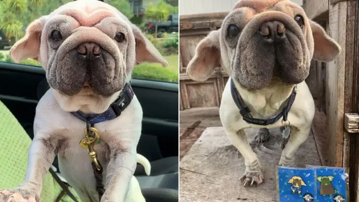 Meet Mork Skywalker, the Pawdorable Rescue Dog Who Looks Just Like Baby ...