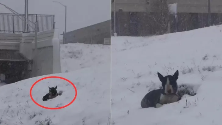 Abandoned Dog Who Was Getting Buried In Snow Hopes That Someone Would ...