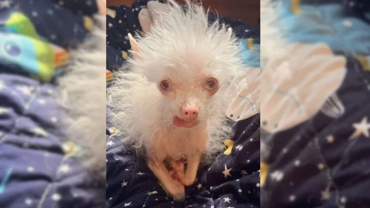 Meet the Marvel: Tiny Albino Chihuahua Mix Wows with Unique Appearance ...