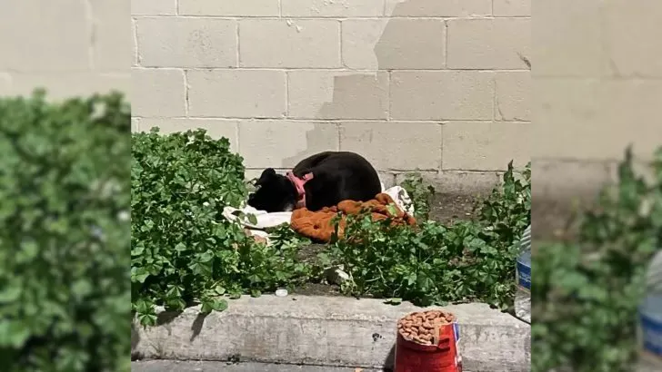 Dog Found Living Alone in Parking Lot with Only a Blanket and Food ...