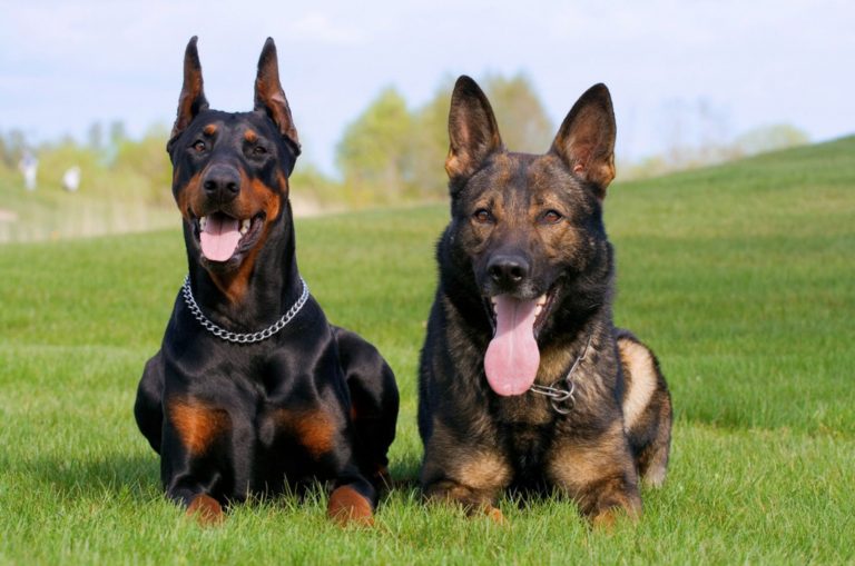 The Great German Shepherd Doberman Mix: The Ideal Working Model - DailyWize